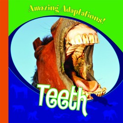 Teeth