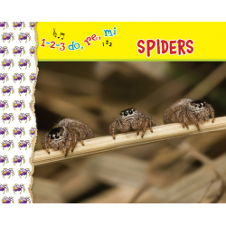 1-2-3 do, re, me SPIDERS