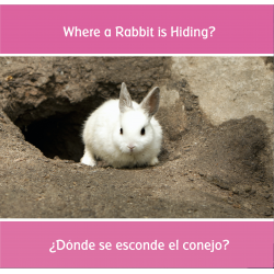 ¿Dónde se esconde el conejo? Where a Rabbit is Hiding?