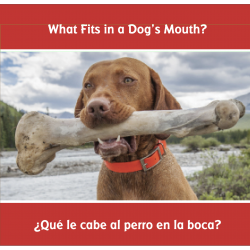 ¿Qué le cabe al perro en la boca? What Fits in a Dog's Mouth?