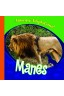 Manes