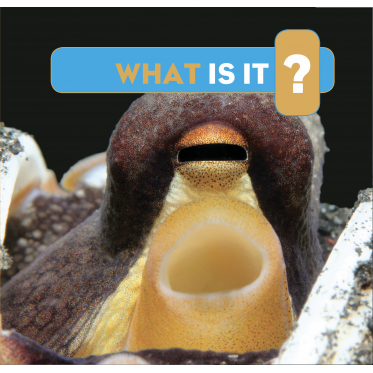 What Is It?