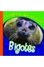 Bigotes