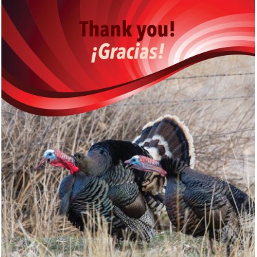 Thank you! / ¡Gracias!