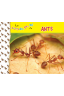 1-2-3, do, re, mi  ANTS