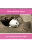 ¿Dónde se esconde el conejo? Where a Rabbit is Hiding?
