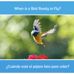 ¿Cuándo está el pájaro listo para volar? When is a Bird Ready to Fly?