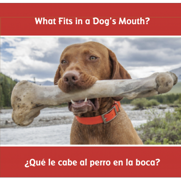 ¿Qué le cabe al perro en la boca? 