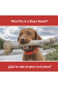 ¿Qué le cabe al perro en la boca? What Fits in a Dog's Mouth?