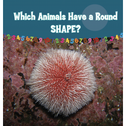 Which Animals Have  a Round Shape?