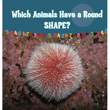 Which Animals Have  a Round Shape?